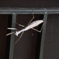 Archimantis sp. (genus) at Calwell, ACT - 23 Jan 2018