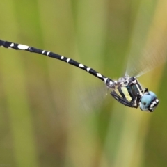 Parasynthemis regina (Royal Tigertail) at Jerrabomberra, ACT - 21 Jan 2018 by aaardvaark