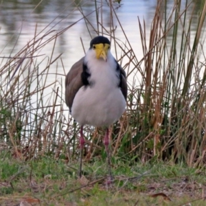 Vanellus miles at Paddys River, ACT - 13 Apr 2017