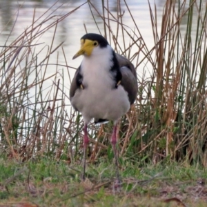 Vanellus miles at Paddys River, ACT - 13 Apr 2017