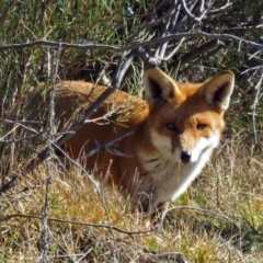 Vulpes vulpes (Red Fox) at Tidbinbilla Nature Reserve - 11 Aug 2016 by RodDeb