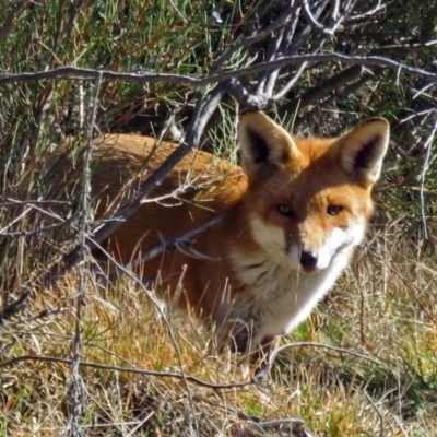 Vulpes vulpes (Red Fox) at Tidbinbilla Nature Reserve - 11 Aug 2016 by RodDeb