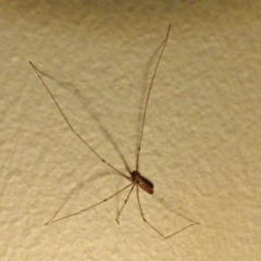 Pholcus phalangioides (Daddy-long-legs spider) at Macarthur, ACT - 21 Jan 2018 by RodDeb