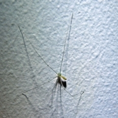 Pholcus phalangioides at Macarthur, ACT - 21 Jan 2018