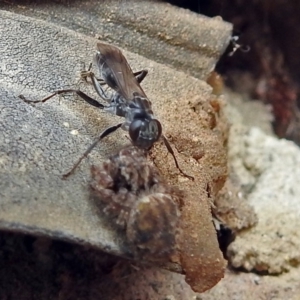 Sphecinae sp. (subfamily) at Macarthur, ACT - 22 Jan 2018