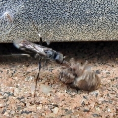 Sphecinae sp. (subfamily) at Macarthur, ACT - 22 Jan 2018