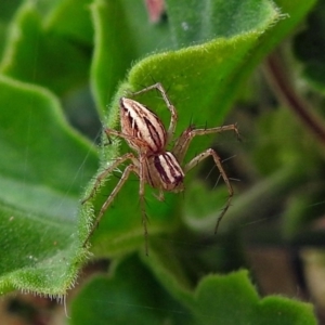 Oxyopes sp. (genus) at Macarthur, ACT - 22 Jan 2018