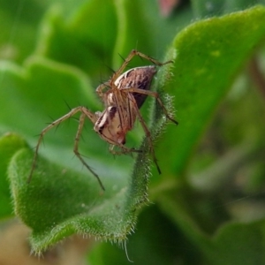 Oxyopes sp. (genus) at Macarthur, ACT - 22 Jan 2018