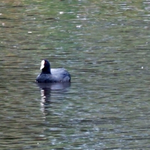 Fulica atra at Isabella Plains, ACT - 22 Jan 2018