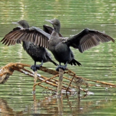 Phalacrocorax sulcirostris (Little Black Cormorant) at Isabella Plains, ACT - 22 Jan 2018 by RodDeb