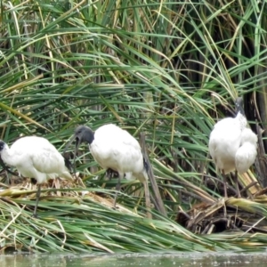 Threskiornis molucca at Bonython, ACT - 22 Jan 2018