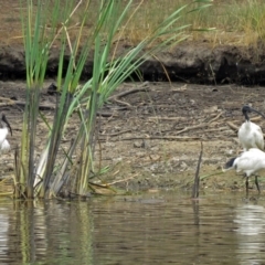 Threskiornis molucca at Bonython, ACT - 22 Jan 2018