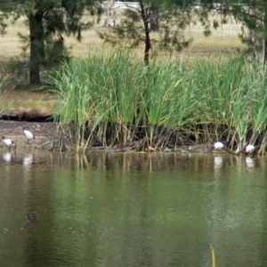 Threskiornis molucca at Bonython, ACT - 22 Jan 2018