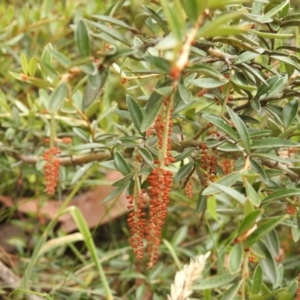 Grevillea diminuta at Cotter River, ACT - 22 Jan 2018 10:05 AM