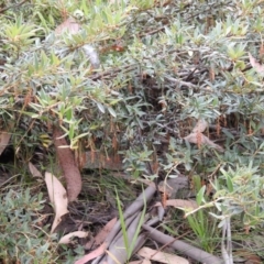 Grevillea diminuta at Cotter River, ACT - 22 Jan 2018 10:05 AM