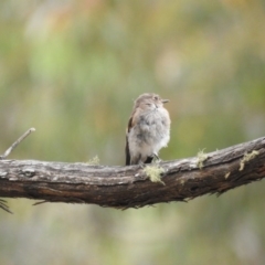 Petroica phoenicea (Flame Robin) at Cotter River, ACT - 21 Jan 2018 by Qwerty