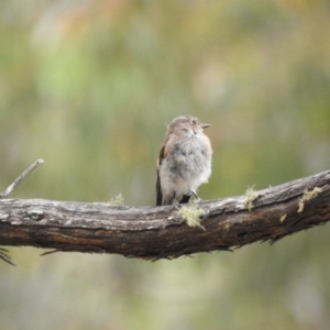 Petroica phoenicea at Cotter River, ACT - 22 Jan 2018 10:22 AM