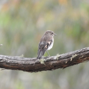 Petroica phoenicea at Cotter River, ACT - 22 Jan 2018 10:22 AM