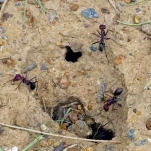 Iridomyrmex purpureus at Isabella Plains, ACT - 22 Jan 2018 12:54 PM