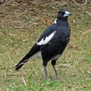 Gymnorhina tibicen at Isabella Plains, ACT - 22 Jan 2018 12:55 PM