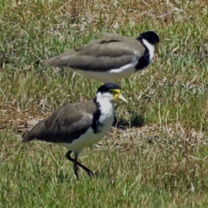 Vanellus miles at Isabella Plains, ACT - 22 Jan 2018 12:00 AM