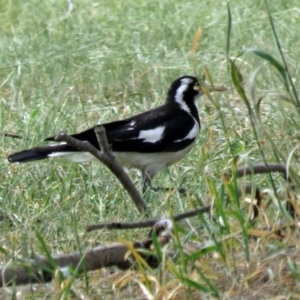 Grallina cyanoleuca at Isabella Plains, ACT - 22 Jan 2018