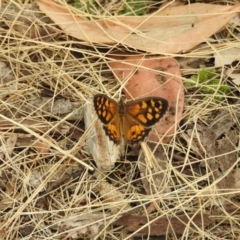 Geitoneura klugii (Marbled Xenica) at Brindabella, NSW - 22 Jan 2018 by Qwerty