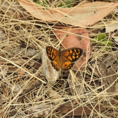 Geitoneura klugii (Marbled Xenica) at Brindabella, NSW - 21 Jan 2018 by Qwerty