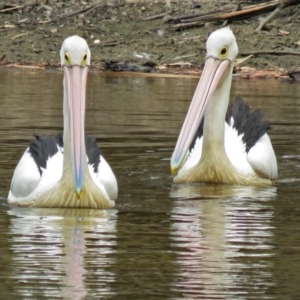 Pelecanus conspicillatus at Bonython, ACT - 22 Jan 2018