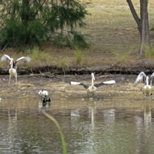 Pelecanus conspicillatus at Bonython, ACT - 22 Jan 2018 12:19 PM