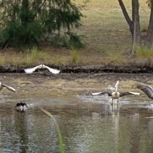 Pelecanus conspicillatus at Bonython, ACT - 22 Jan 2018