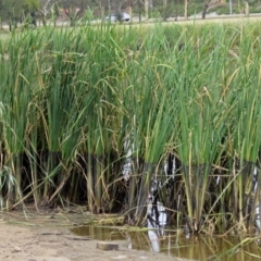 Typha sp. (Cumbungi) at Isabella Plains, ACT - 22 Jan 2018 by RodDeb