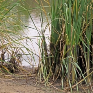 Typha sp. at Isabella Plains, ACT - 22 Jan 2018 12:37 PM