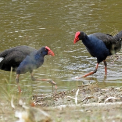 Porphyrio melanotus (Australasian Swamphen) at Isabella Plains, ACT - 21 Jan 2018 by RodDeb