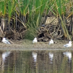 Chroicocephalus novaehollandiae (Silver Gull) at Bonython, ACT - 22 Jan 2018 by RodDeb