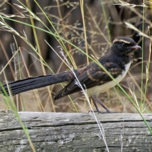 Rhipidura leucophrys at Isabella Plains, ACT - 22 Jan 2018