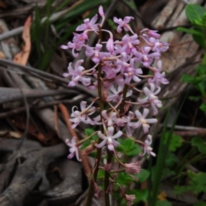 Dipodium roseum at Cotter River, ACT - suppressed