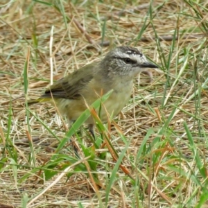 Acanthiza chrysorrhoa at Isabella Plains, ACT - 22 Jan 2018