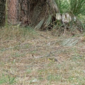 Acanthiza chrysorrhoa at Isabella Plains, ACT - 22 Jan 2018