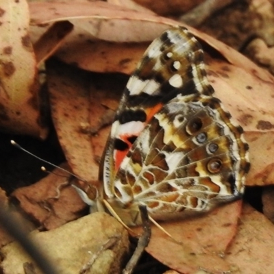 Vanessa kershawi (Australian Painted Lady) at Cotter River, ACT - 23 Jan 2018 by JohnBundock