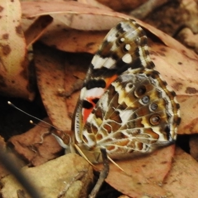 Vanessa kershawi (Australian Painted Lady) at Cotter River, ACT - 22 Jan 2018 by JohnBundock