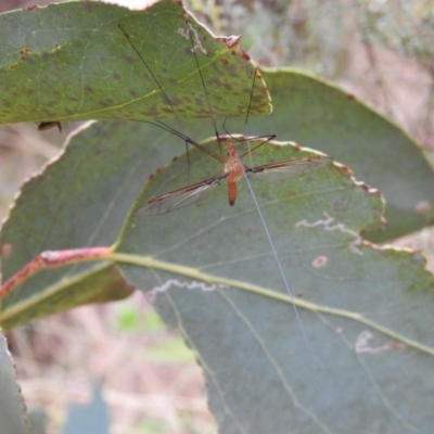 Leptotarsus (Macromastix) costalis (Common Brown Crane Fly) at Brindabella, NSW - 22 Jan 2018 by Qwerty