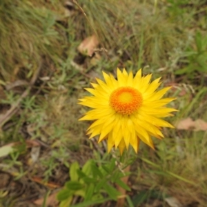 Xerochrysum subundulatum at Brindabella, NSW - 22 Jan 2018 11:07 AM