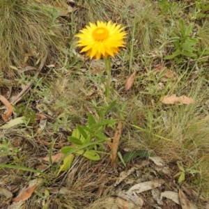 Xerochrysum subundulatum at Brindabella, NSW - 22 Jan 2018 11:07 AM