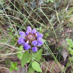 Prunella vulgaris (Self-heal, Heal All) at Brindabella, NSW - 22 Jan 2018 by Qwerty