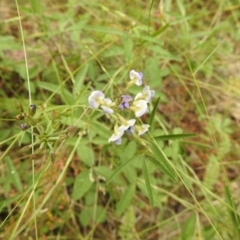 Glycine clandestina (Twining Glycine) at Bimberi Nature Reserve - 22 Jan 2018 by Qwerty