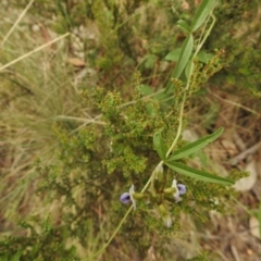 Glycine clandestina at Brindabella, NSW - 22 Jan 2018