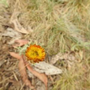 Xerochrysum subundulatum at Brindabella, NSW - 22 Jan 2018