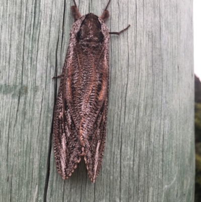 Endoxyla encalypti (Wattle Goat Moth) at Wolumla, NSW - 31 Dec 2017 by PatriciaDaly