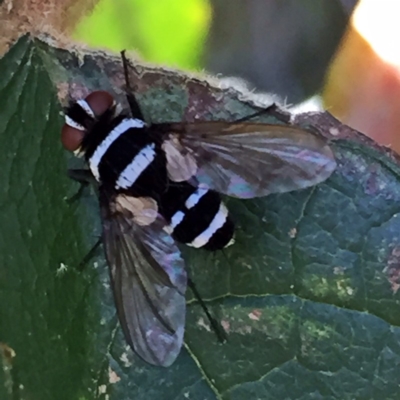 Trigonospila sp. (genus) (A Bristle Fly) at Googong, NSW - 21 Jan 2018 by Wandiyali